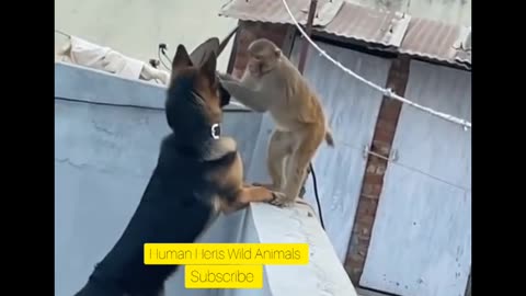 DOGS & Monkey Fight