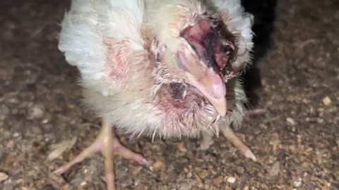 Investigation of Tyson Chicken Grower Reveals Mass, Systemic Cruelty to Animals - Pretty Horrible
