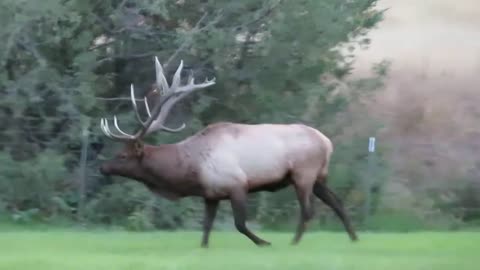 Big Bull Elk Bugling & Jumping Fence !