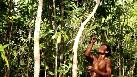 Harvesting Honey From Beehive Using Traditional Cigars By Two Brave Jungle Men