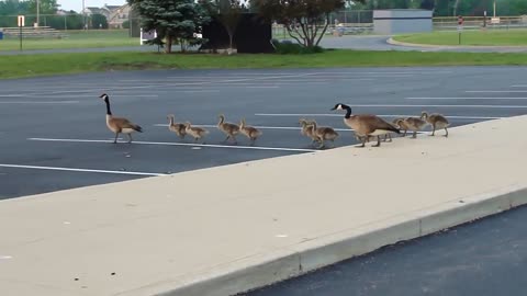 Canada Goose Family