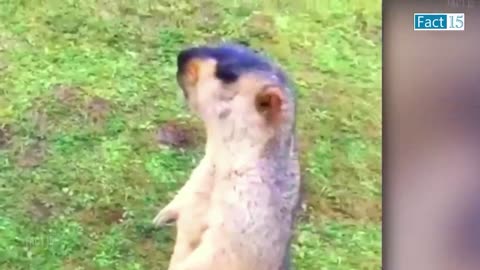 Funny Animals Video 2022