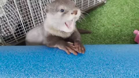 Baby Otter Learns how to Swim and more!