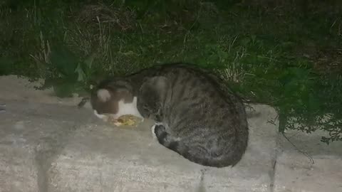 A cute street cat was my guest for the night.