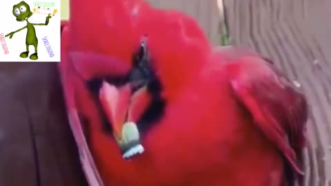 Animals Showing Human Behavior/ Red Bird Smoking A Joint/ Cussing Bird Saying He Is A Legend!