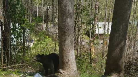 Mama Bear and Cubs Visit Luxury Cabin