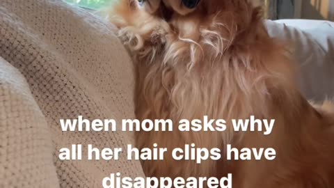 Hair clip thief