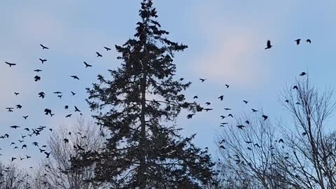 Crows Coming and Going