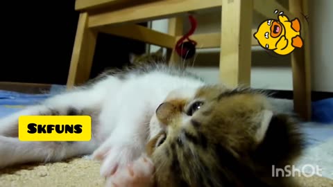 Funny 🤣 🐈 cat video #video #cat #viral #trendding