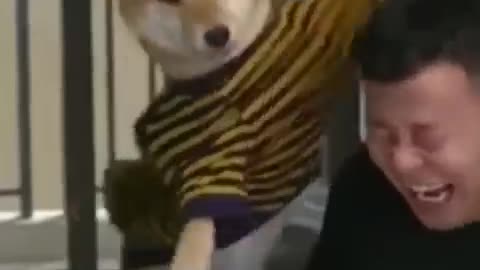 Funny Animals dog 🐕 video