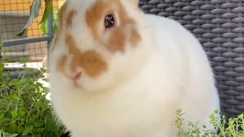 Cute rabbit video part 2