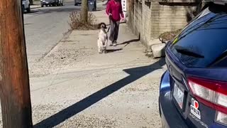 Puppy Bounces Down Sidewalk