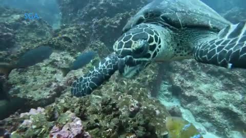 HAWKSBILL sea turtle - Galapagos