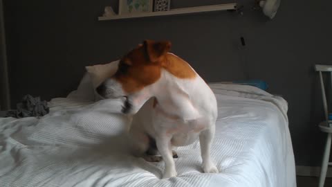 Jack Russell Terrier Filo trying to howl