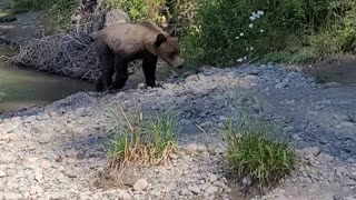 Close Encounter with Grizzly Bears in Kitimat