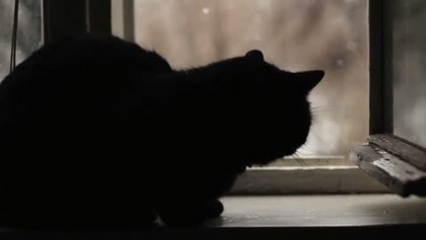 Black cat sits by the open window