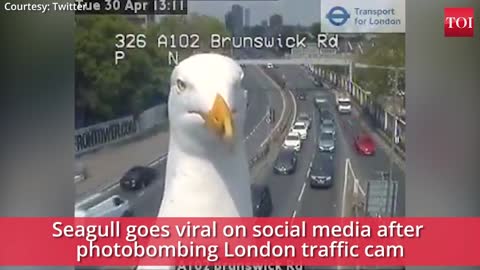 Viral video: Seagull photobombs traffic cam