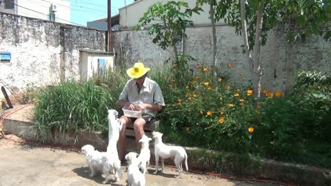 BOLACHAS PARA OS CACHORRINHOS - SÉRIE CACHORRINHOS DO PIMPÃO.