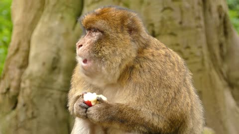 barbary macaque eats apples