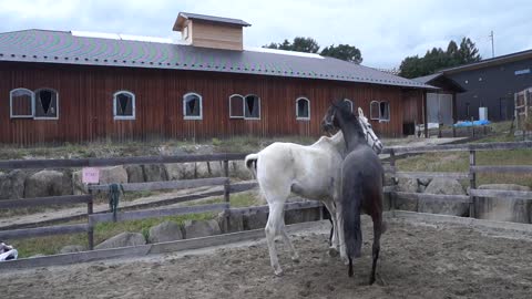 ソフト競馬NG編