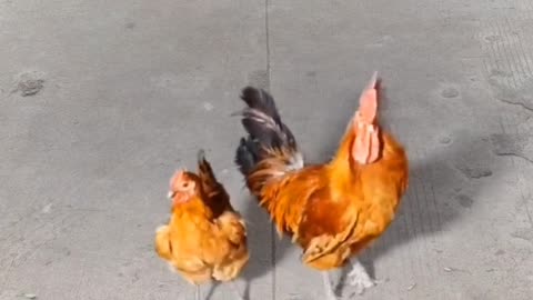 Funny Hens: Watch These Hilarious Birds Do the Darndest Things