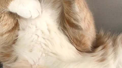 #cat #viral #funny #funnyvideos