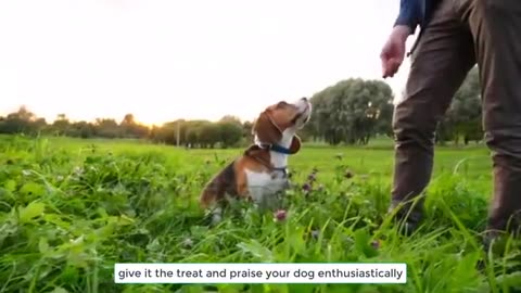 Dog training 😍