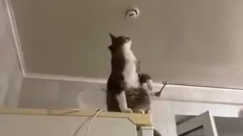 Cat Electrician