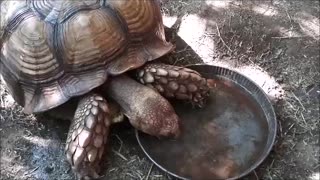 🐢 Tonka Tortoise Takes A Rare Drink ❤