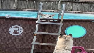 Huffy Huskies Play in Pool