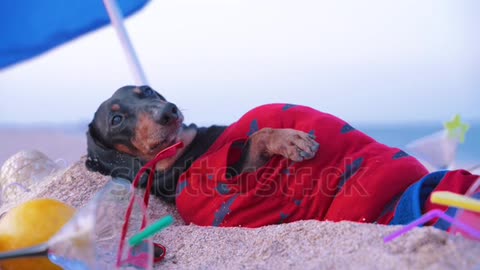 cute fat dog of dachshund, black and tan, lies sunbathing at the beach sea