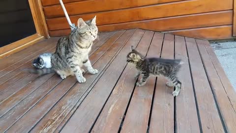 Mom cat cleaning her kitten by force