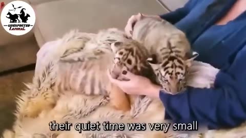 Mother Cat Adopted A Tiger Cub,Years Later This Happened…