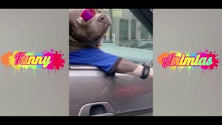 Try Not To Laugh Animals 2022 - Funny Dogs And Cats
