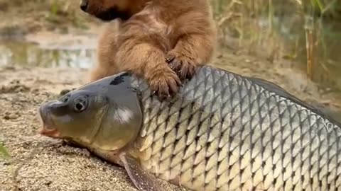 Animals short video doggy, puppies love friend this 🐟