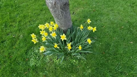 Daffodils By A Tree In North Wales