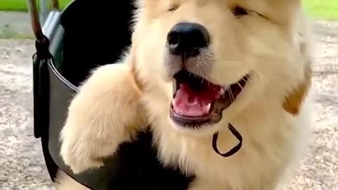 Funniest & Cutest Golden Retriever Puppies - 30 Minutes of Funny Puppy Videos 2020 #3