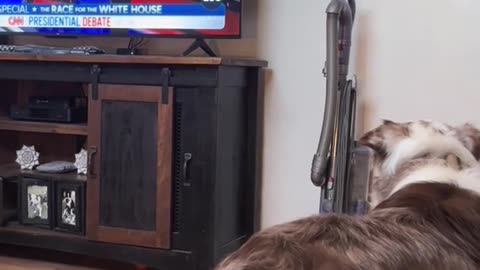 Dog sees demon in Biden's face