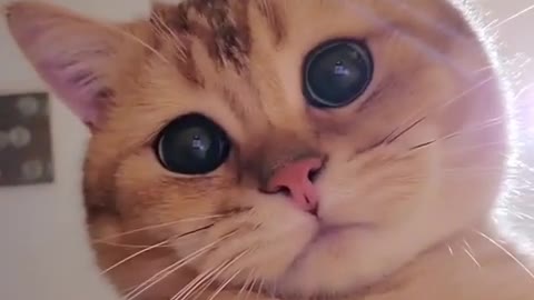WHEN YOU OPEN FRONT CAMERA ACCIDENTALLY 🤣🤣| CUTE PETS VIDEO 🐱❤️| #CATS CAT