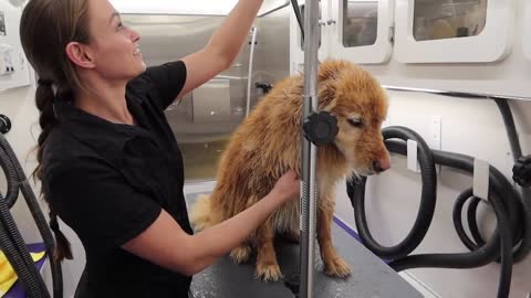 MASSIVE Undercoat Removal On Lion Dog