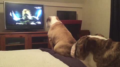 Bulldogs cheer on their favorite contender in 'Squirrel Olympics'
