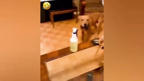 New Funny Videos 20223😂 Cutest animals Doing Funny Things.