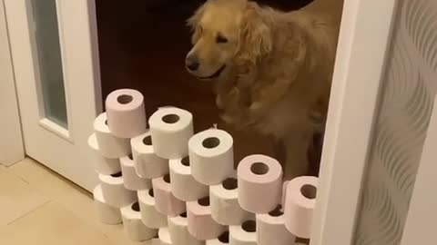 Golden's Toilet Paper Challenge