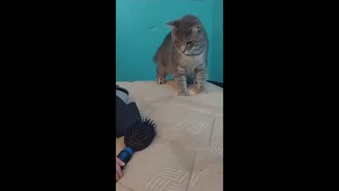 Fear Cat In object