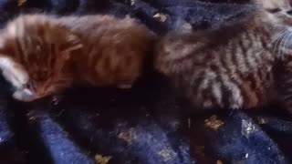 King and mouse, premie kitten adventures