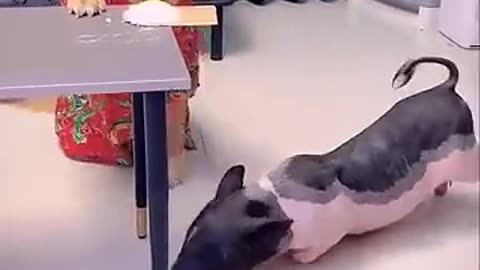 This dog is very genius dog and pig good friends