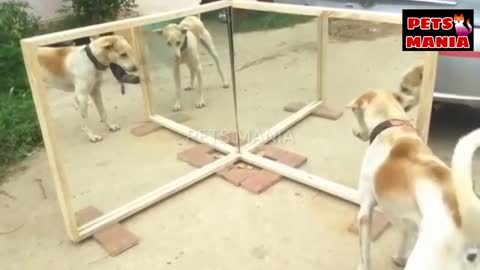 Dog mirror prank