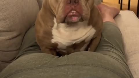 A Dog Shocked By Human Fart Sound.