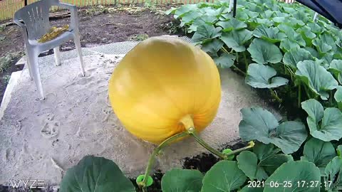 18 Day Time Lapse of Giant Pumpkin Growing