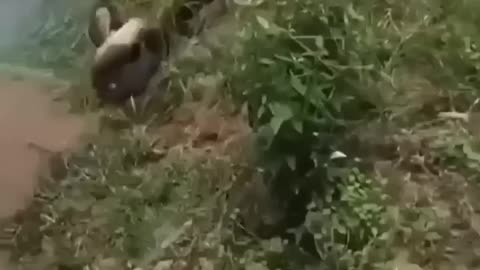 Anaconda vs dog